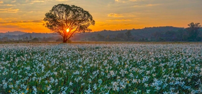 Транскарпатський вояж + Долина нарцисів! Релакс в Закарпатті