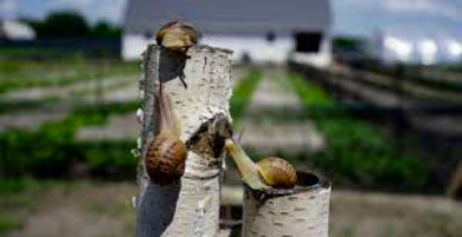 Гастротур Полтавщиною. &quot;Лісовий равлик&quot; - Абазівка