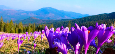 Високі Карпати + цвітіння крокусів на Драгобраті