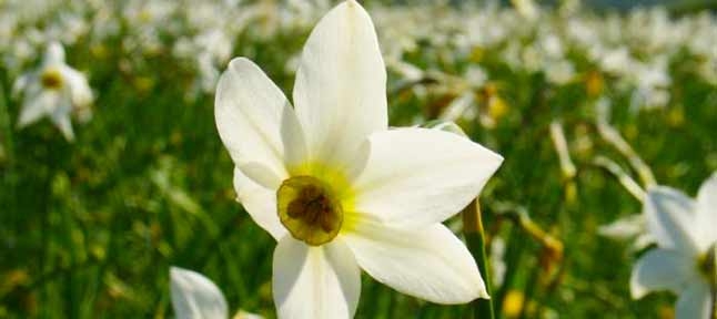 Майфайний тур на нарциси. Закарпаття # Карпати # Замки # Спа