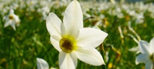 Майфайний тур на нарциси. Закарпаття # Карпати # Замки # Спа