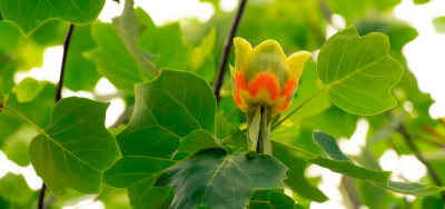 Транскарпатський вояж + Тюльпанові дерева! Релакс в Закарпатті