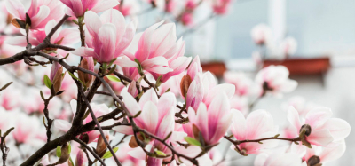 Майфайний тур на магнолії. Закарпаття # Карпати # Замки # Спа