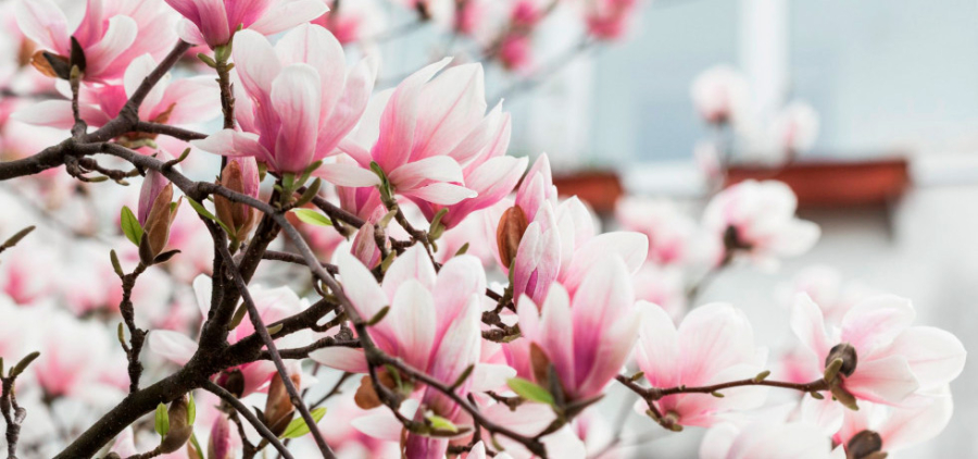 Майфайний тур на магнолії. Закарпаття # Карпати # Замки # Спа