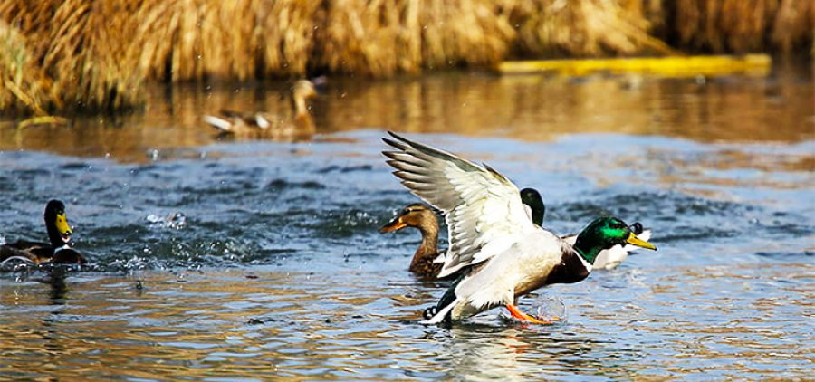 У заповідних лісах. Мисливське господарство "Рокитне"