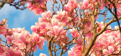 Транскарпатський вояж. Магнолії та релакс