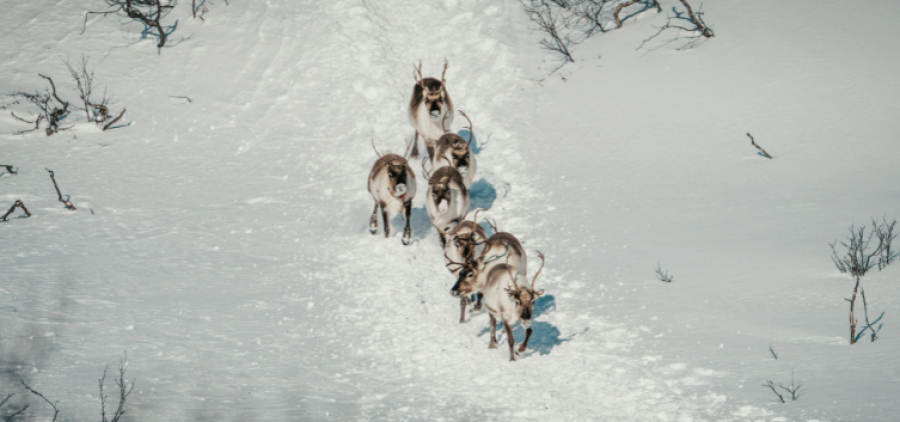 Різдво у Лапландії
