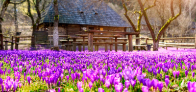 Природні дива Карпат. Цвітіння крокусів у Колочаві + Синевир!