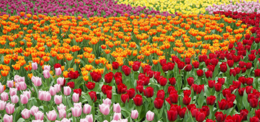 Амстердам від "А" до "М" або 4 дні в Нідерландах + парк Кекенхоф