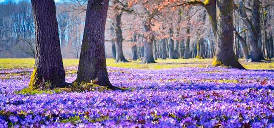 Майфайний тур + крокуси. Закарпаття # Карпати # Замки # Спа