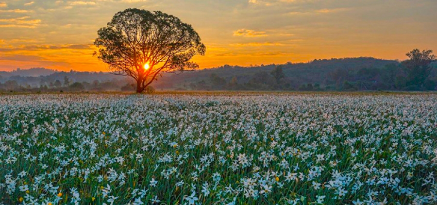 Транскарпатський вояж + Долина нарцисів! Релакс в Закарпатті