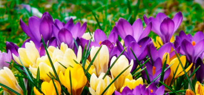 Весенний букет. 8 Марта в Закарпатье + цветение крокусов!
